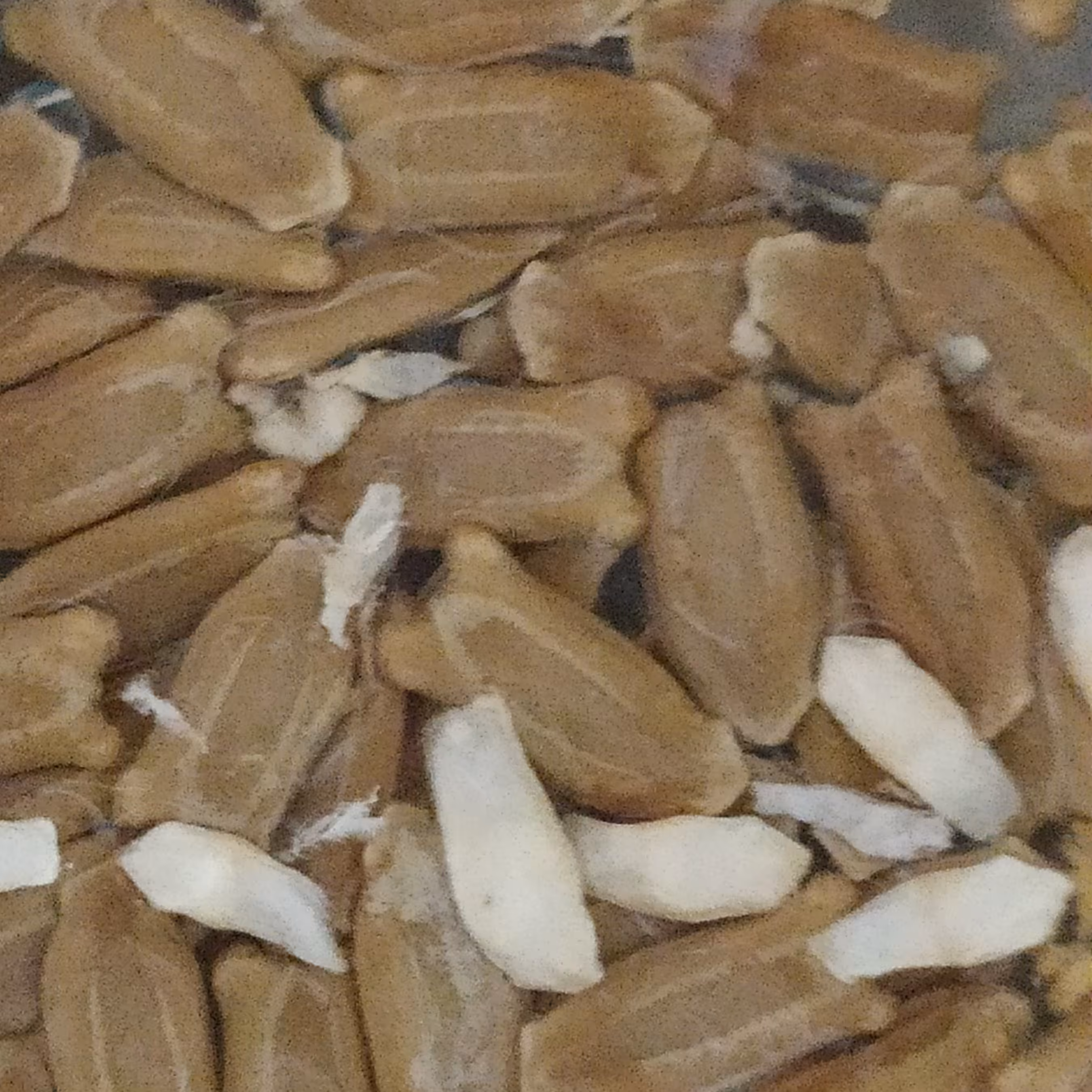بذر کدو قلیانی 