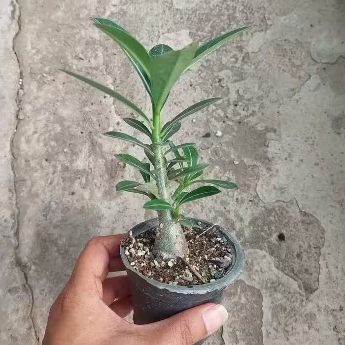 گل آدنیوم گلدان 8 کیفیت عالی ارسال بصورت پس کرایه 