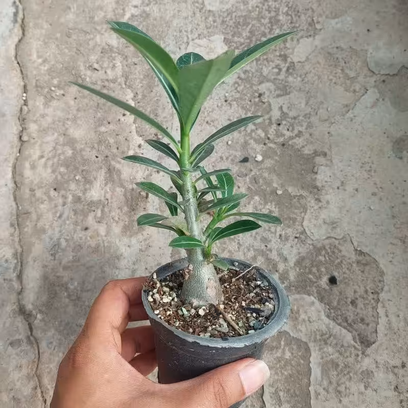 گل آدنیوم گلدان 8 کیفیت عالی ارسال بصورت پس کرایه 