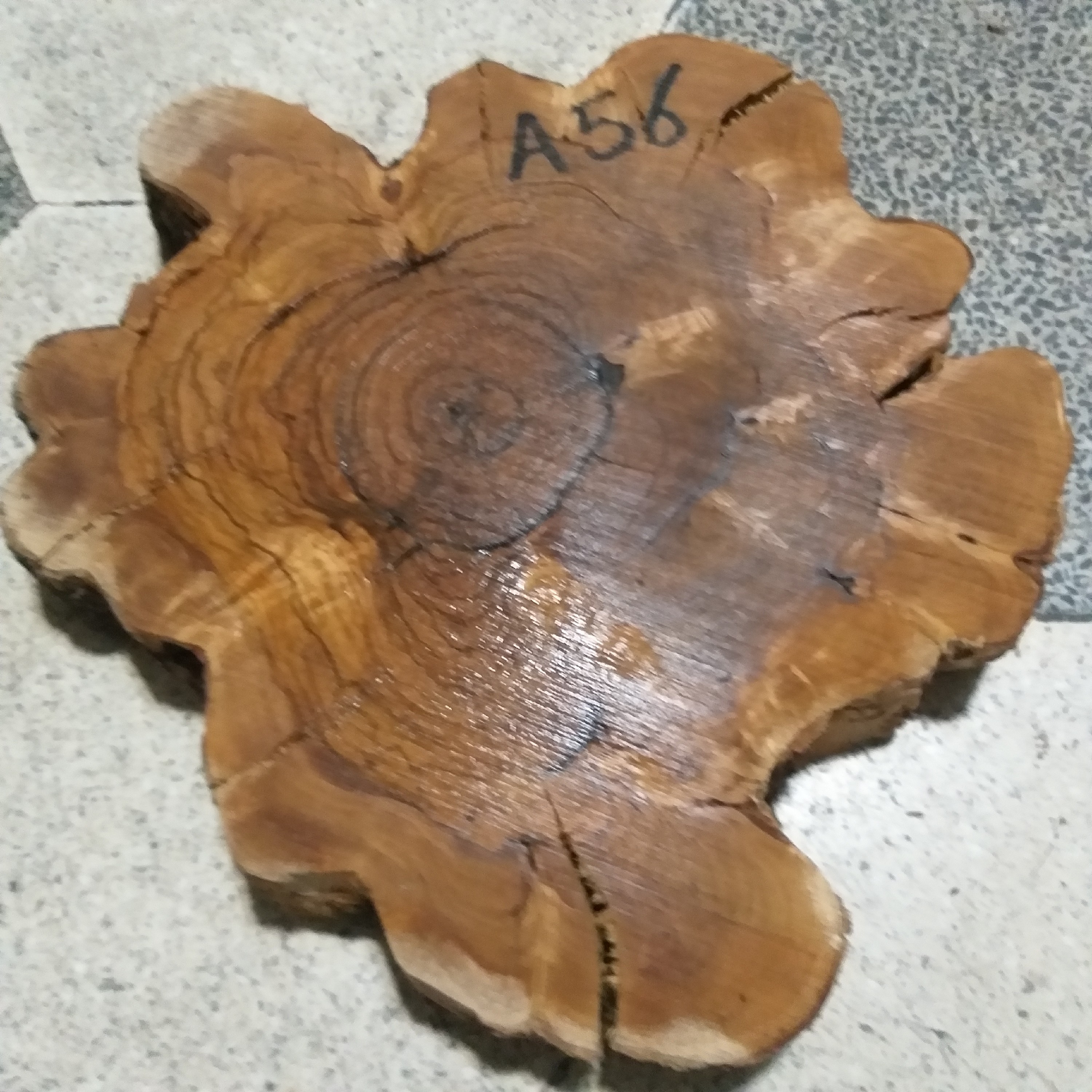 چوب کالباسی زیتون