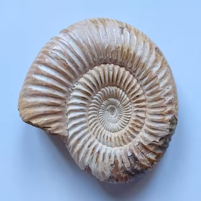 فسیل آمونیت ماداگاسکار طبیعی (Perisphinctes Ammonit)(به سن 165 میلیون سال) (2)