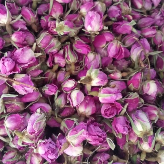 غنچه گل محمدی امساله