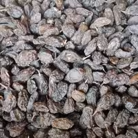 مویز ارگانیک آفتاب خشک معروف به فخری که در آذربایجان معروف هست 