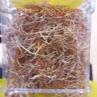 ریشه زعفران نگین پنج مثقالی 23 گرم