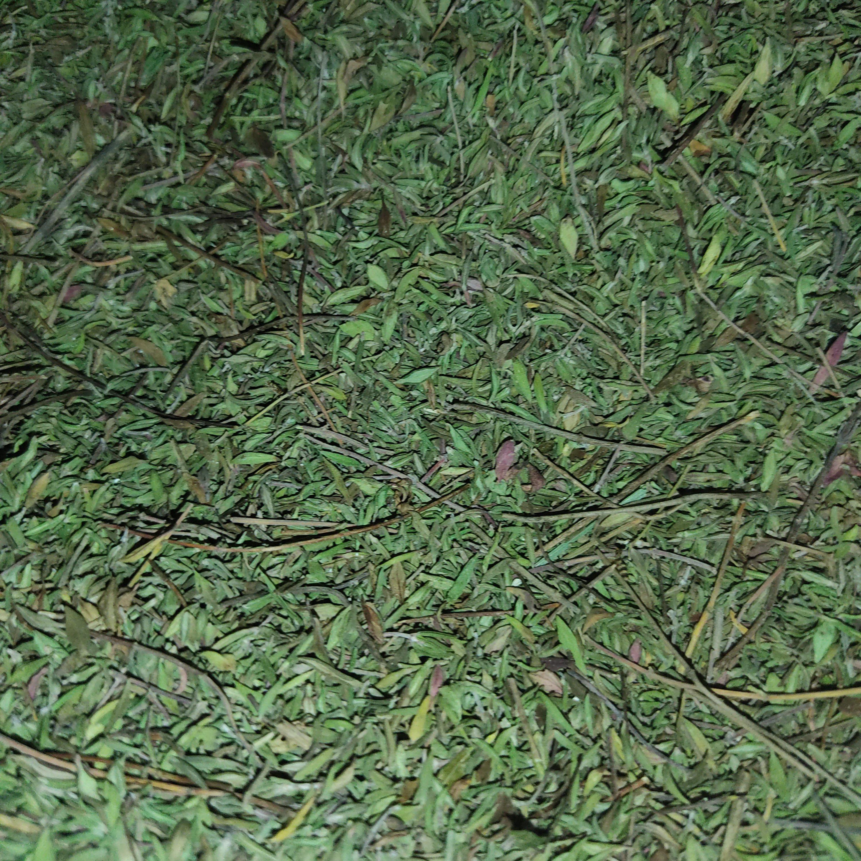 آویشن باغی اعلا 100 گرمی