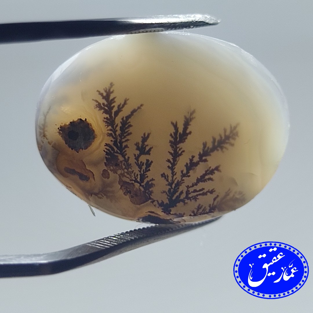 نگین عقیق شجر بوته ای و برگ سوزنی قائن با زمینه سفید و گل واضح