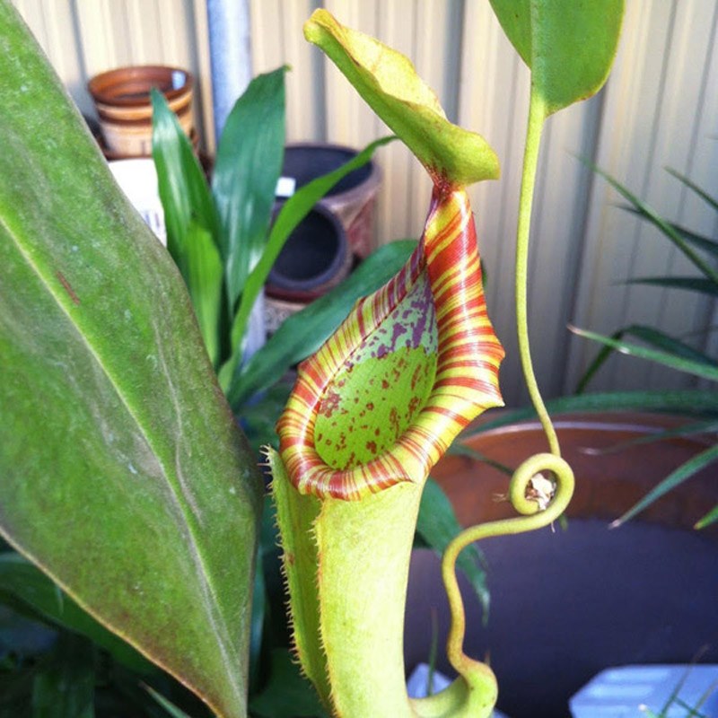 2 عدد  بذر کمیاب نپنتس گوشت خوار - Nepenthes 