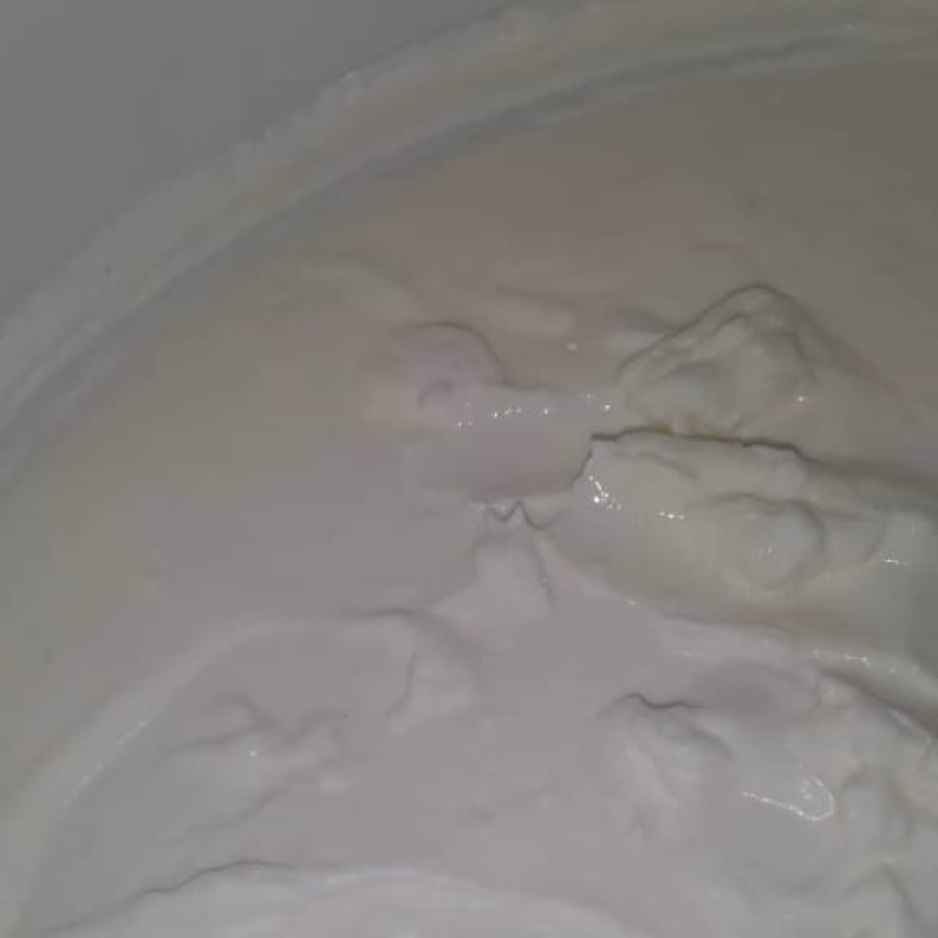 2کیلوگرم کشک محلی گاوی ارگانیک (مستقیم از دامدار) (بمب کلسیم)