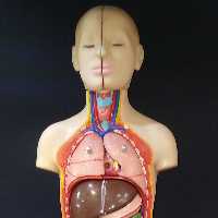 مولاژ بدن انسان 10 تکه 35 سانت