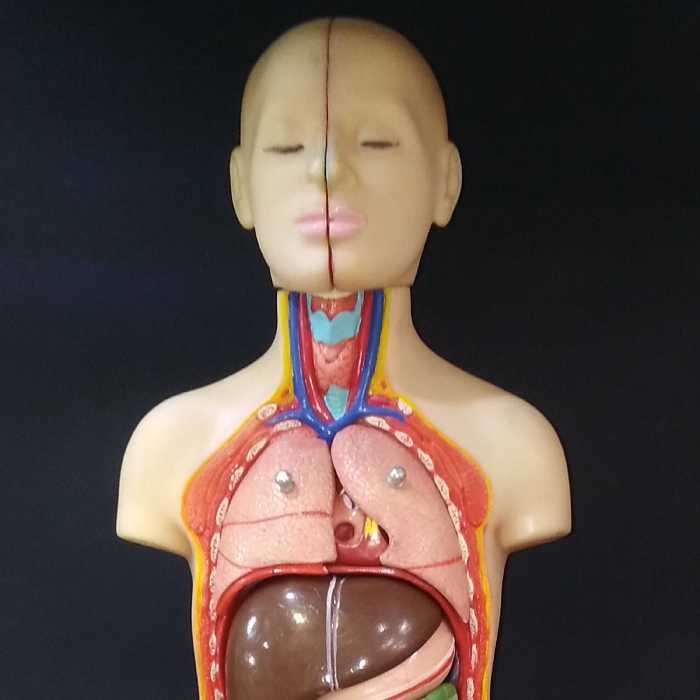 مولاژ بدن انسان 10 تکه 35 سانت