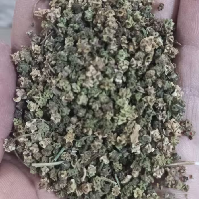 بذر  چغندر لبو (5کیلو گرمی )