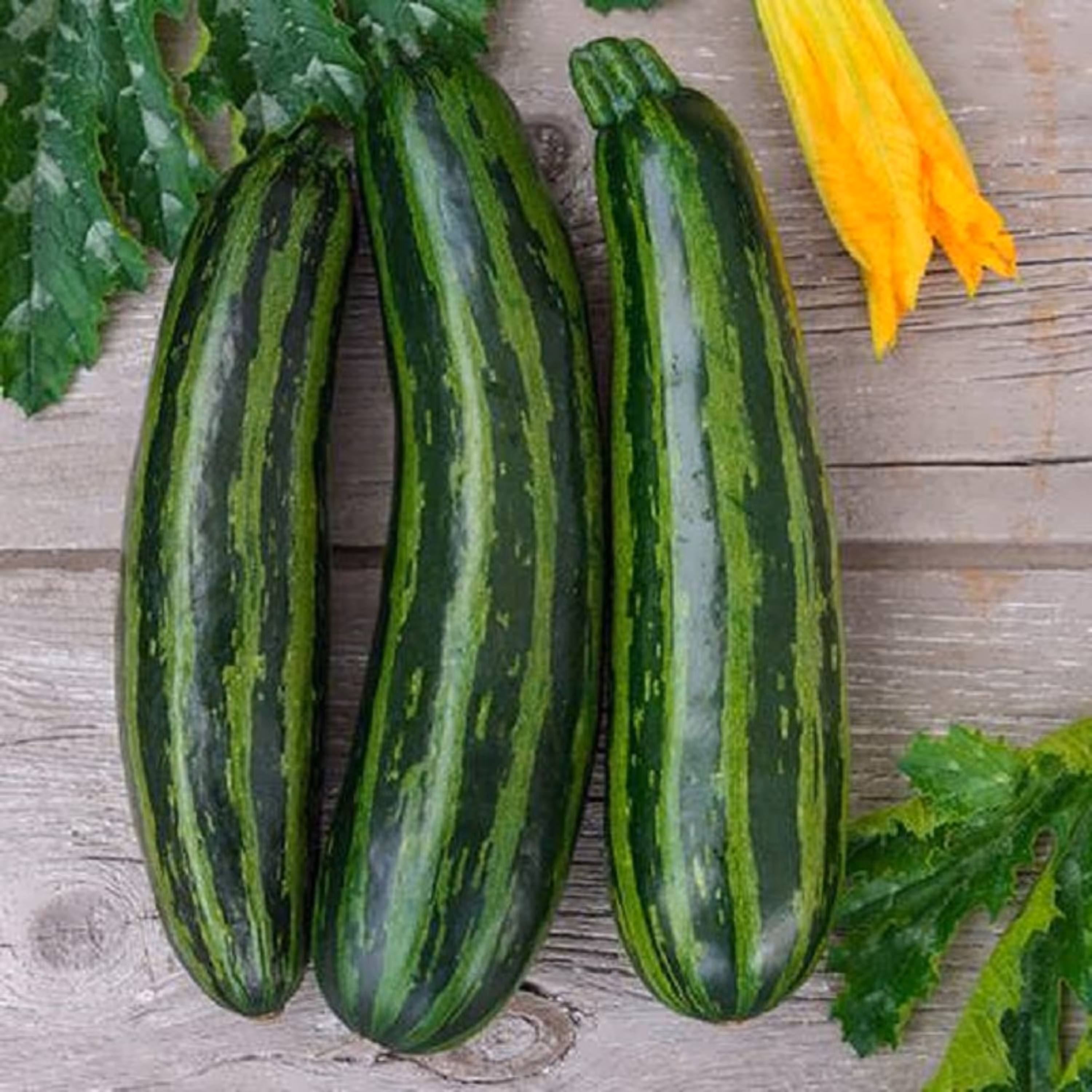 بذر کدو خورشتی سبز رومی