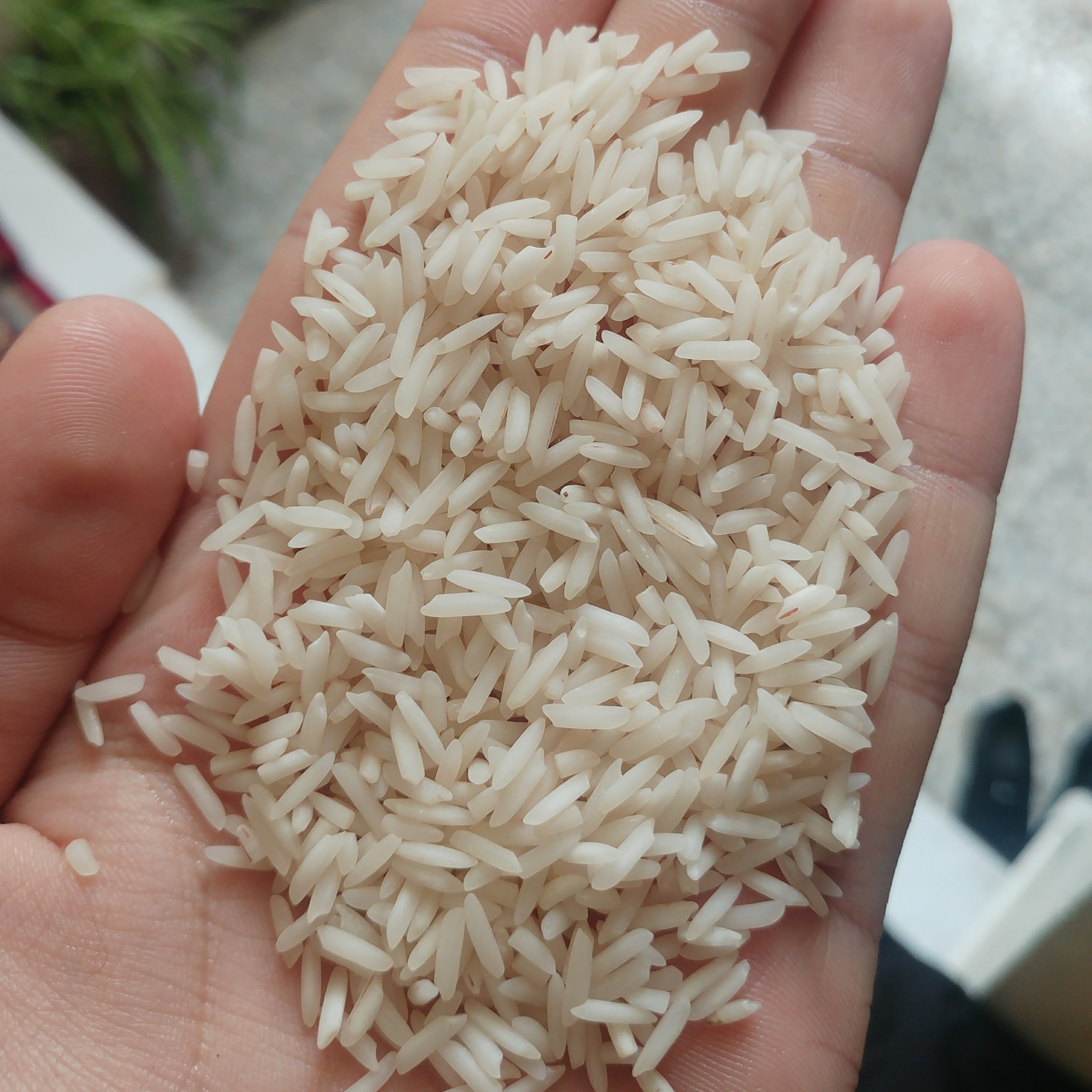 برنج شیرودی دانه بلند ( 10 کیلویی )