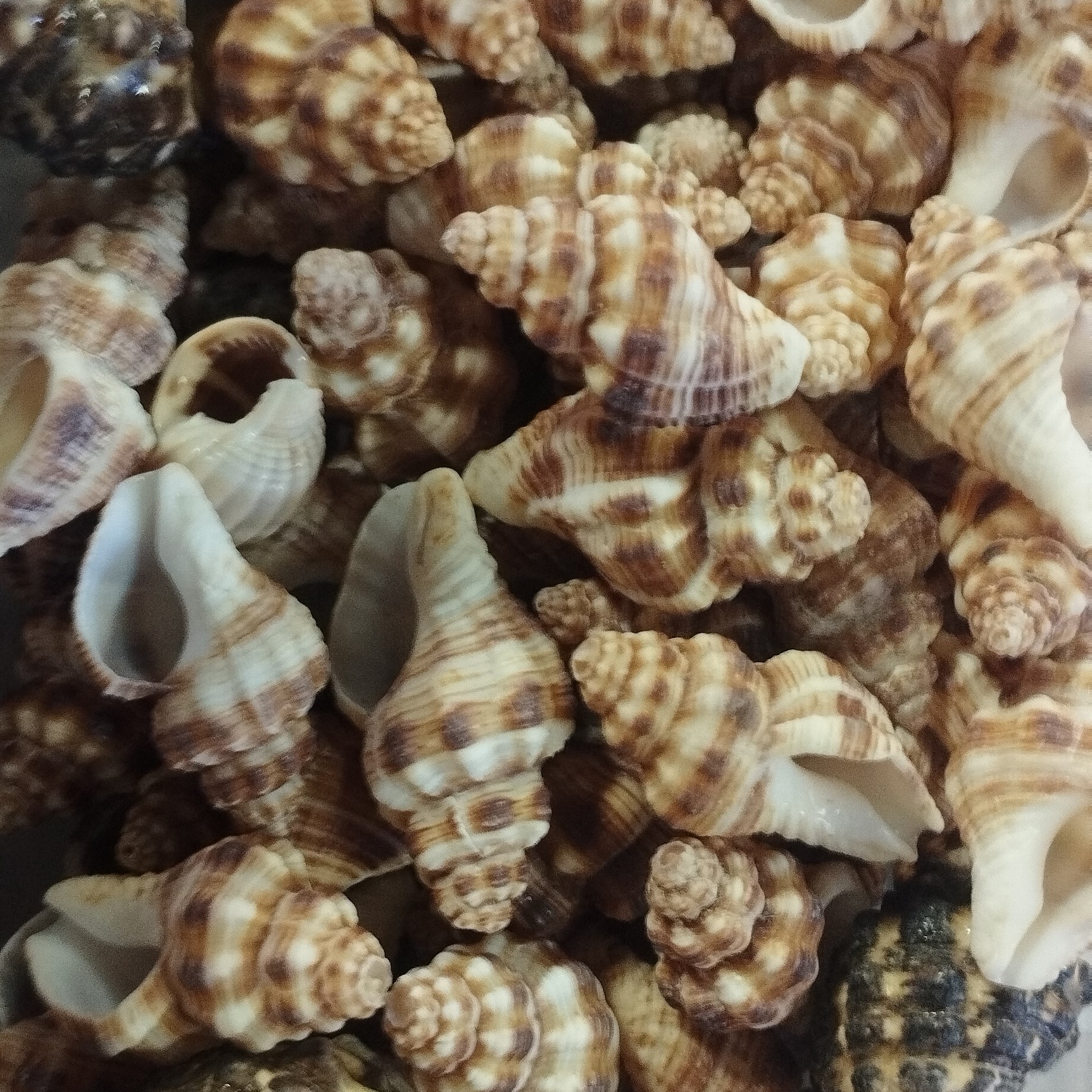 صدف تزئینی مدل دوکی قهوه ای 