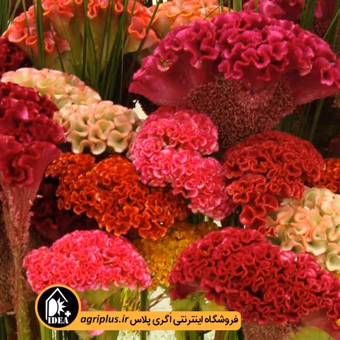بذر گل تاج خروس چتری