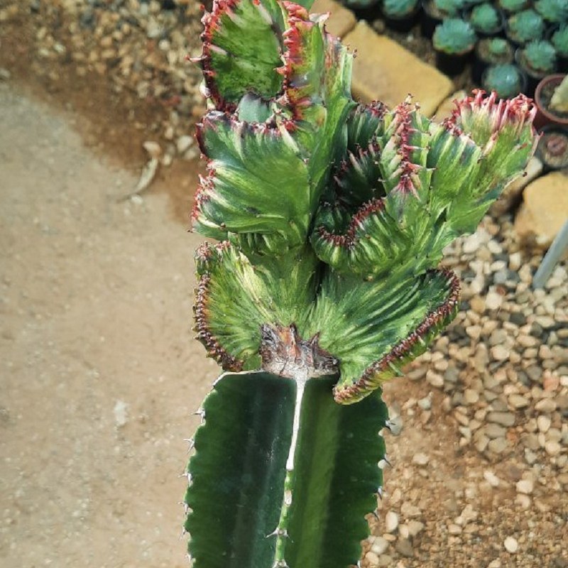 کاکتوس لاکتی دفرمه