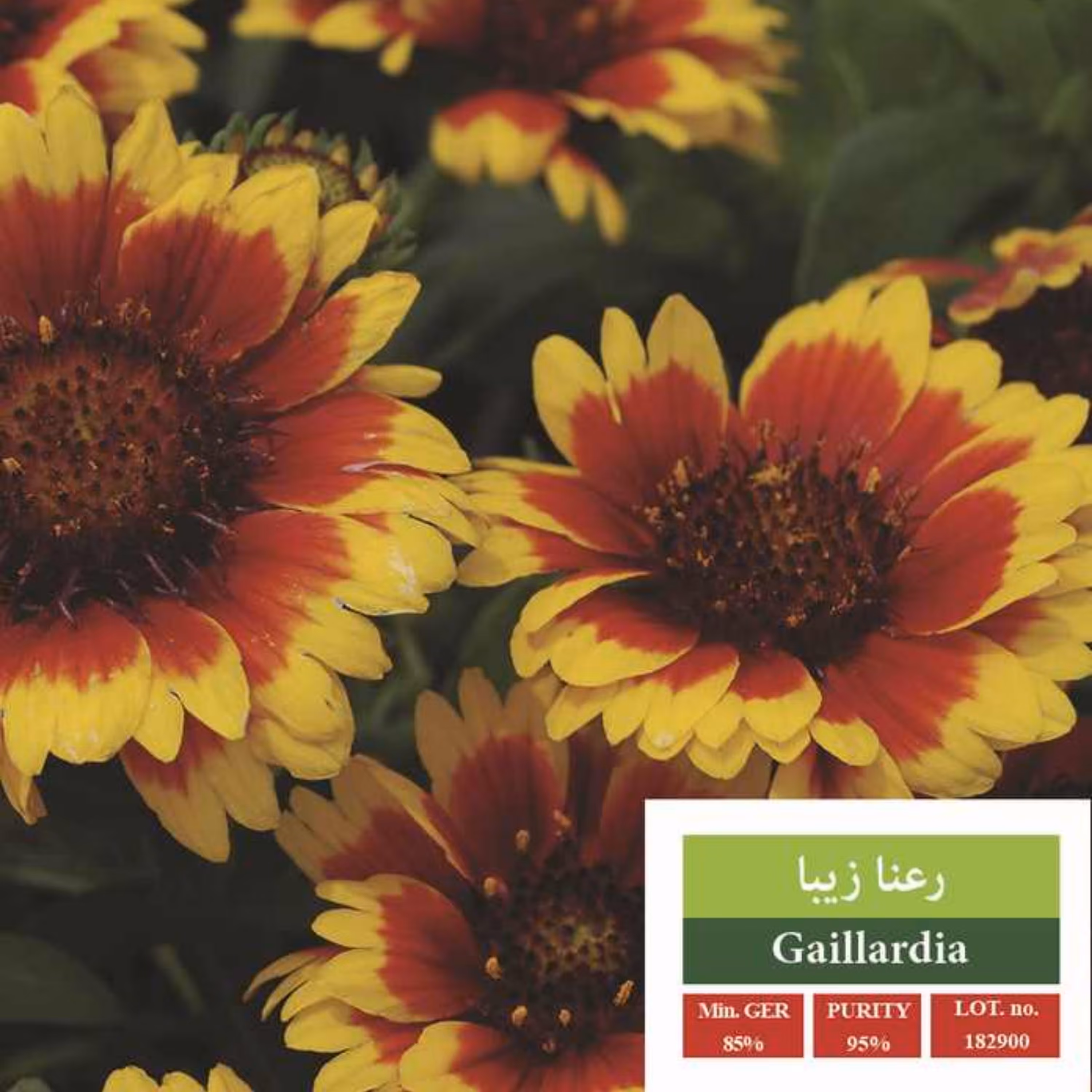 بذر گل رعنا زیبا بذر طلایی رویان 