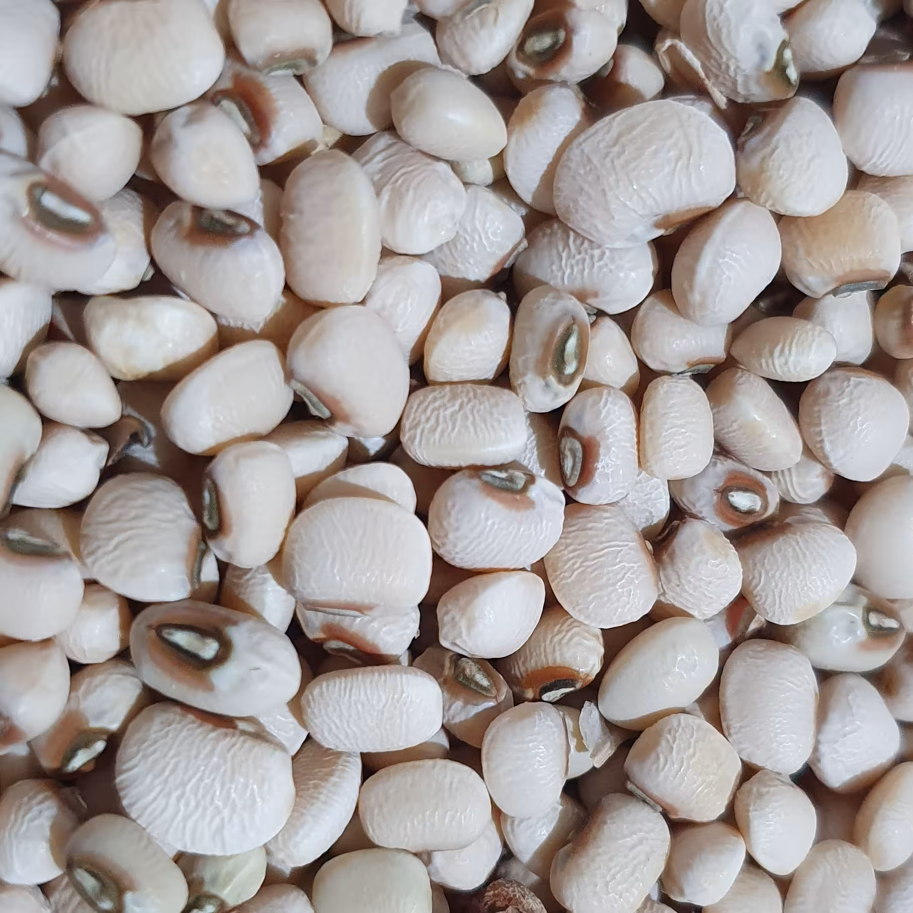 لوبیا چشم بلبلی