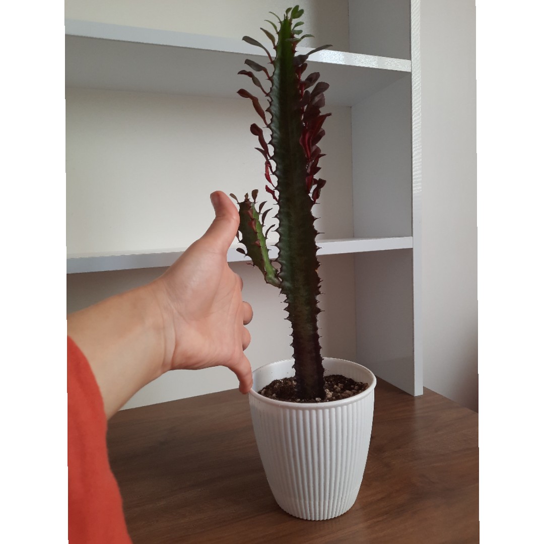 افوربیا قرمز همراه گلدان سفید طرح الیزابت