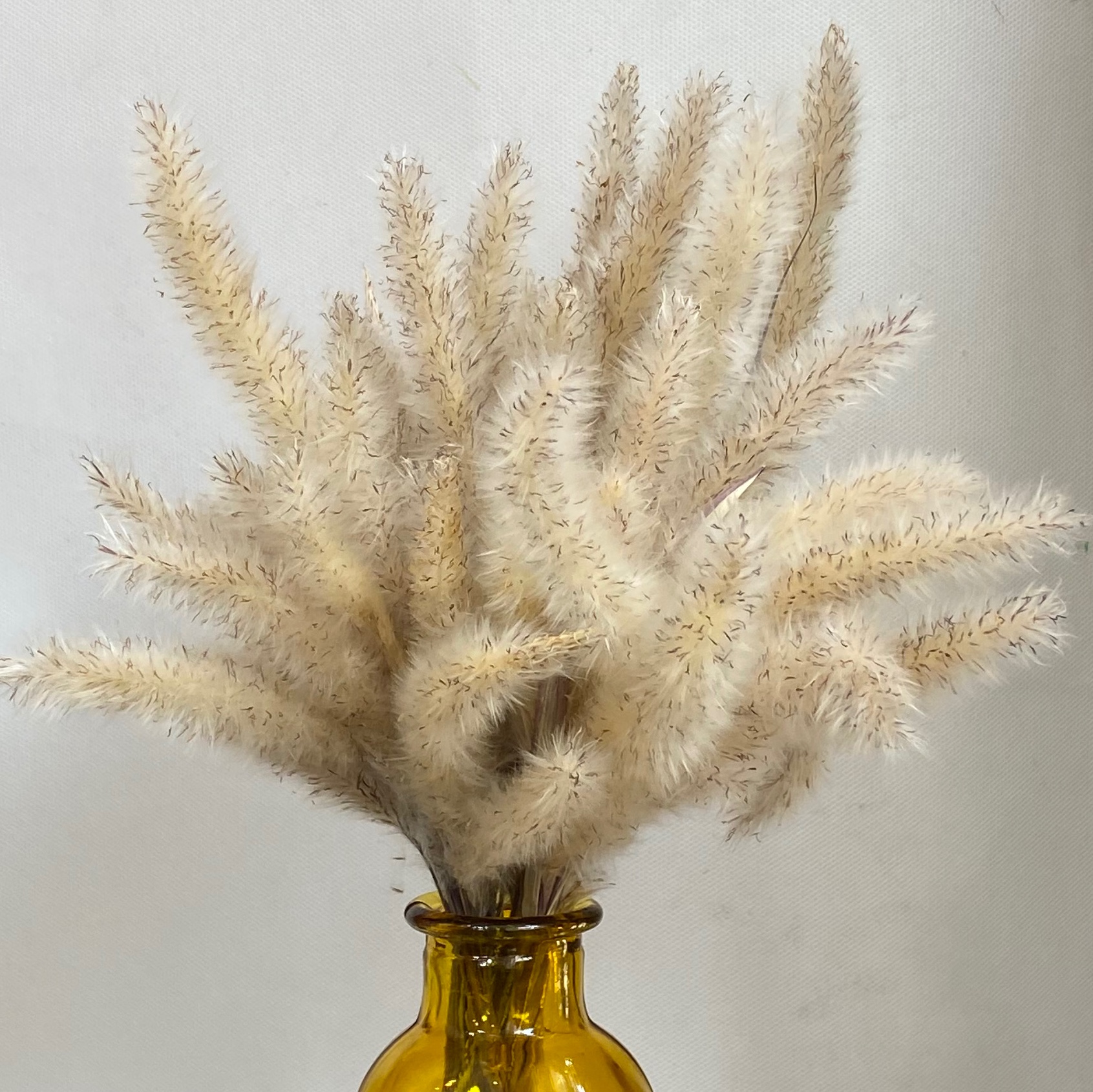 گل دم روباهی مدل سه بسته ای رنگ سفید