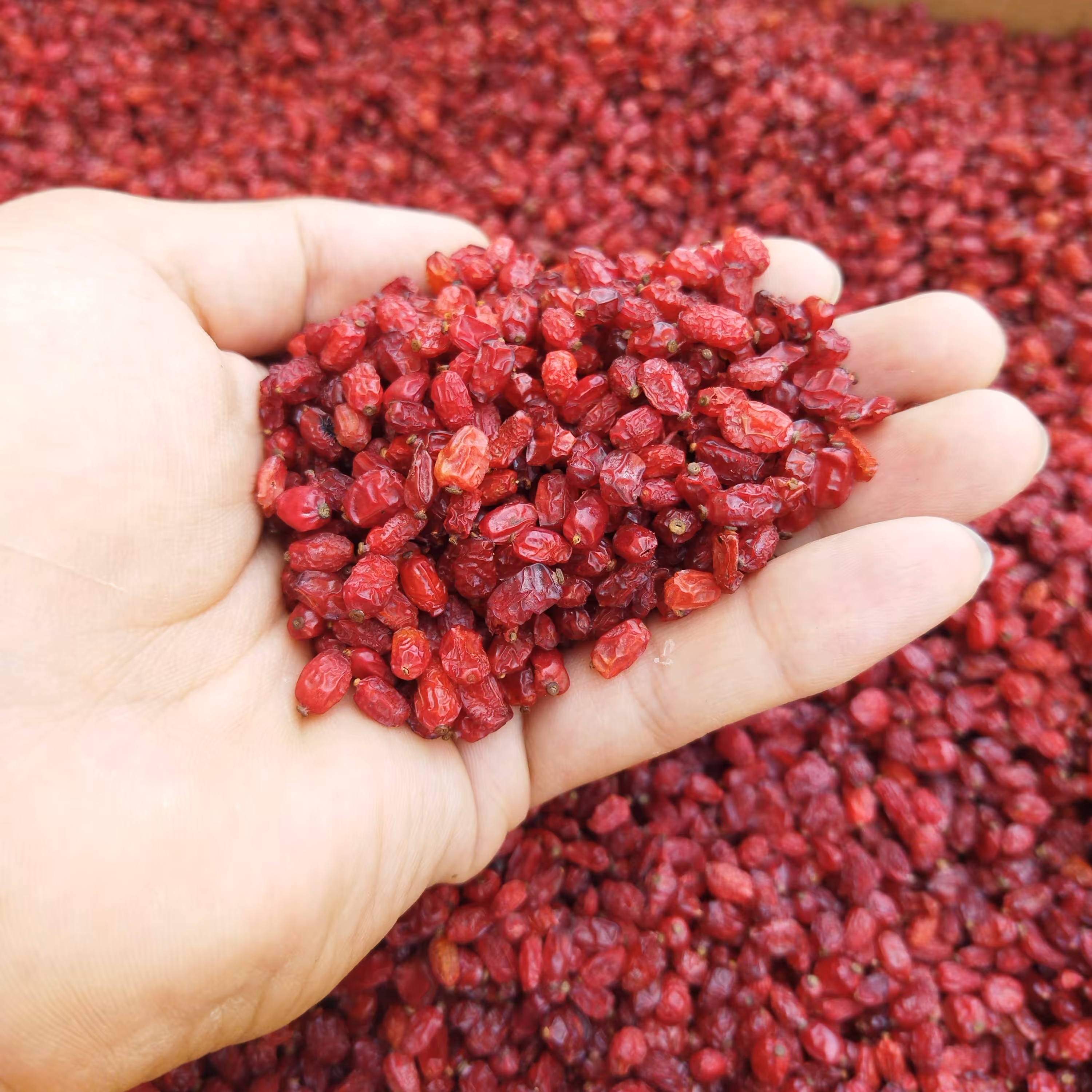 زرشک پفکی 10 کیلویی