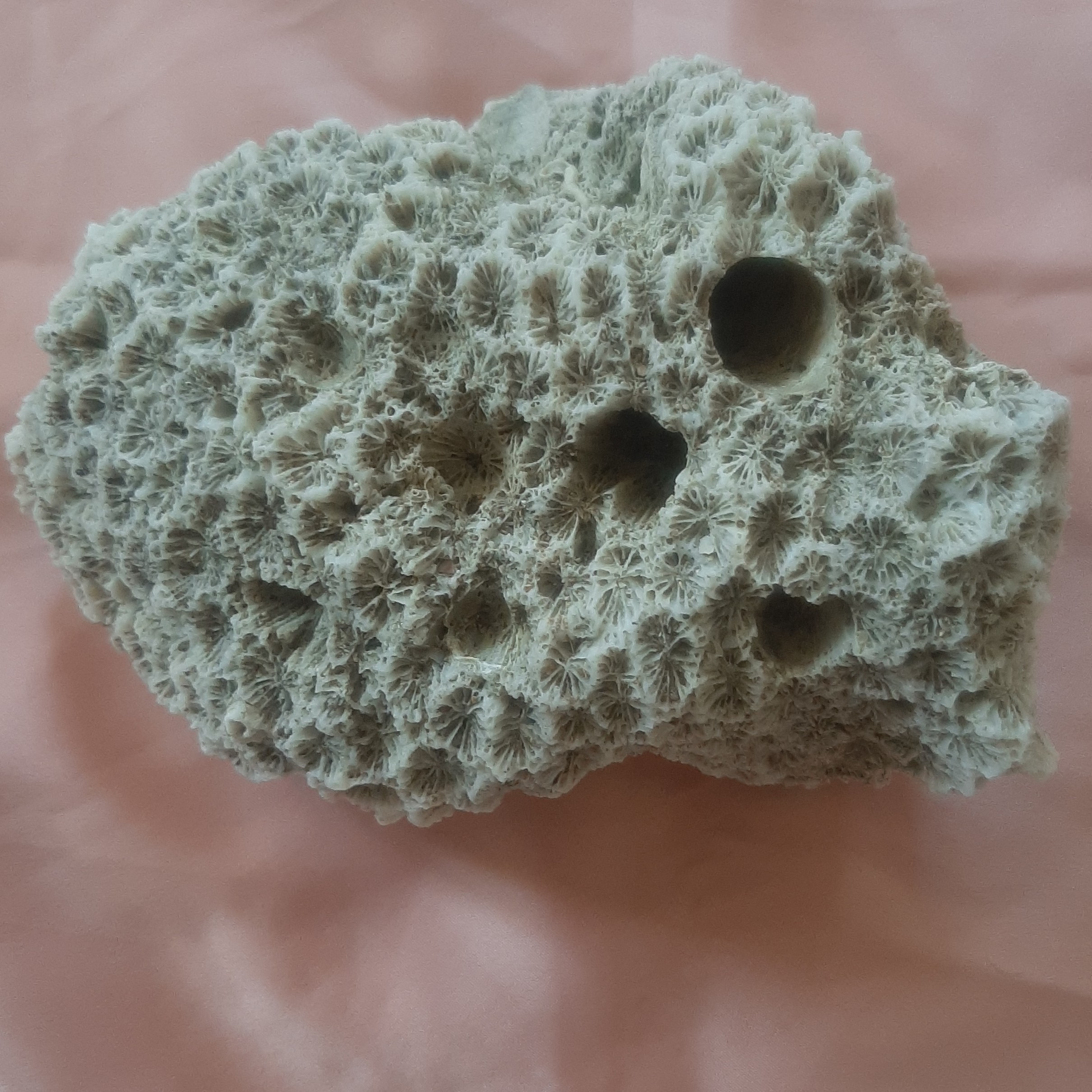 مرجان سفید   سخت توری    حفره دار