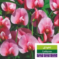 بذر گل نخودی بذر طلایی رویان