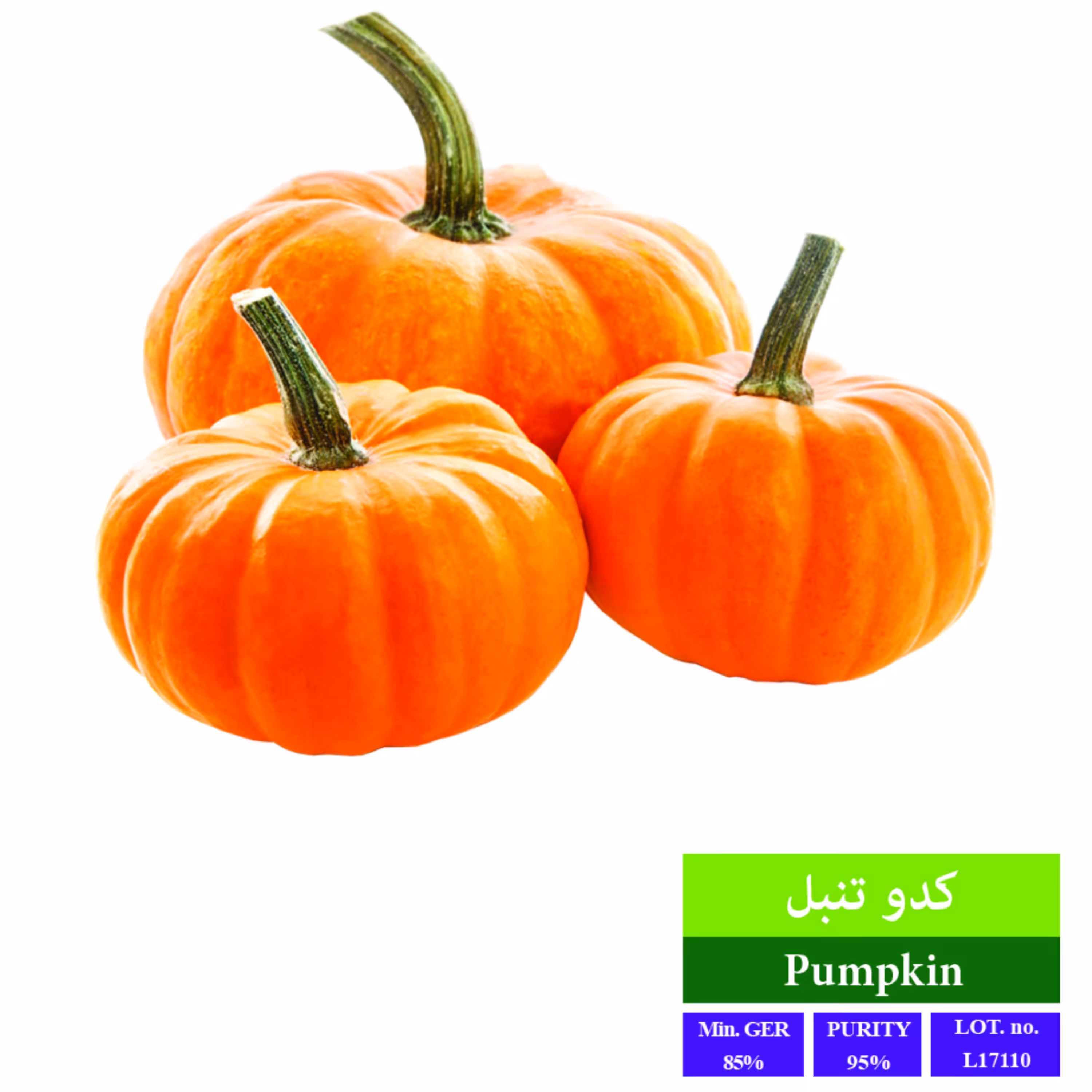 بذر کدو تنبل بذر طلایی رویان 