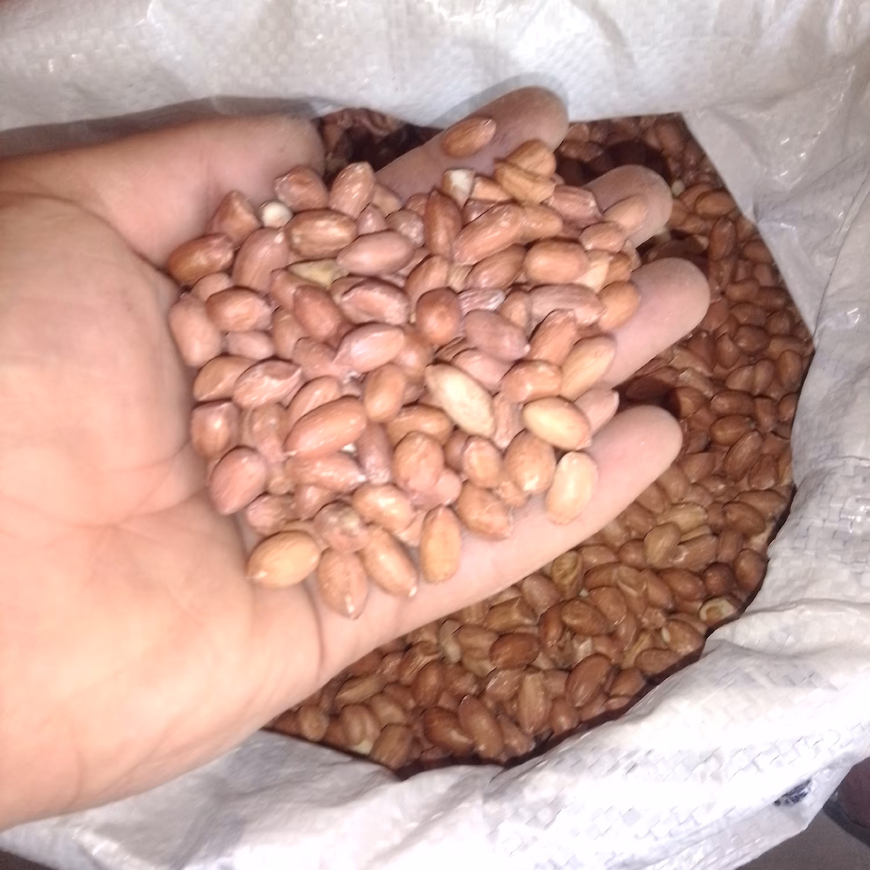 مغز بادام زمینی خام درجه یک حاج علی ( یک کیلو گرم )