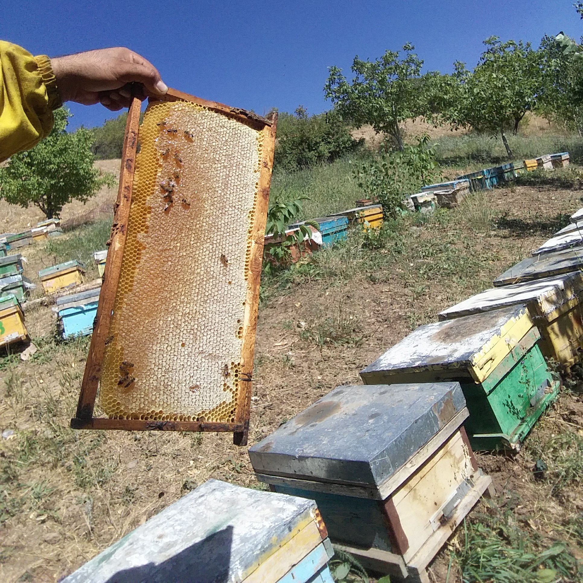 عسل 100 % طبیعی» دشتهای زنجان «