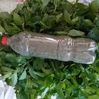 نعنا فلفلی 300 گرمی  پودر شده مناسب ماست  و سالاد  محصولات خانگی و درجه یک شیوا