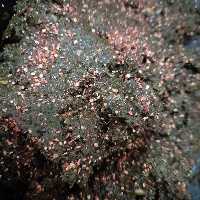 دلال ماهی (300 گرمی)