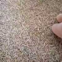 زیره سبز محلی کیلویی 400خوش عطر طعم
