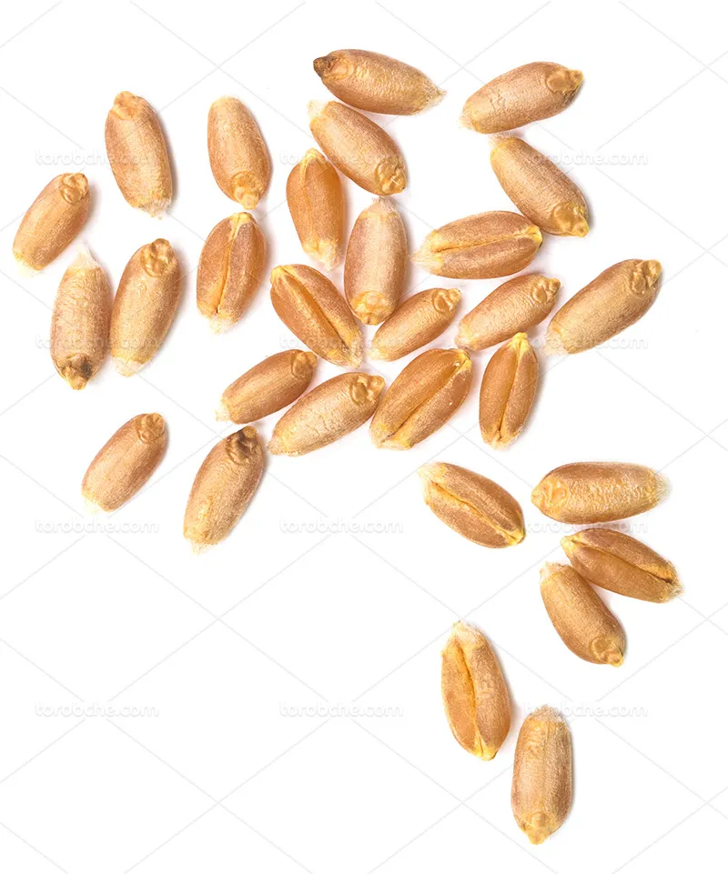 عکس دانه گندم | گرافیک با طعم تربچه