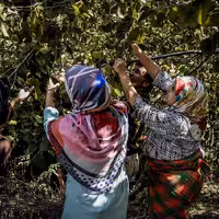 فندق خام امسالی شهریور 1401 با پوست سخت دیلمان گیلان 1 کیلویی