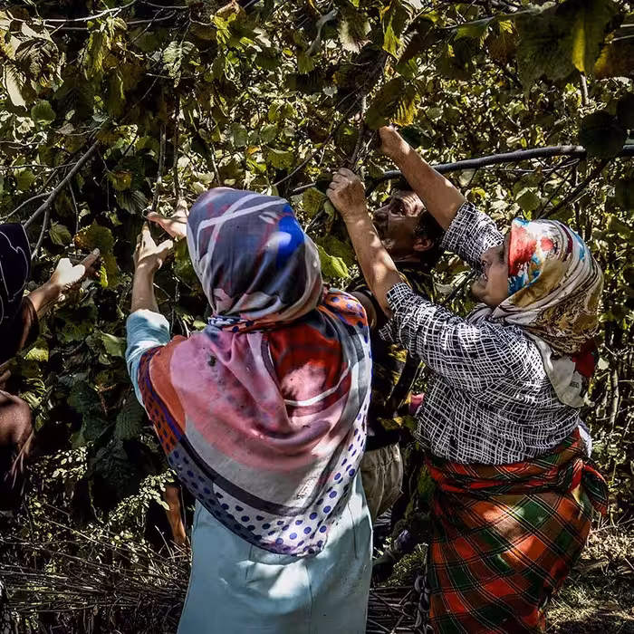فندق خام امسالی شهریور 1401 با پوست سخت دیلمان گیلان 1 کیلویی