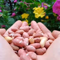 بادام زمینی آستانه 