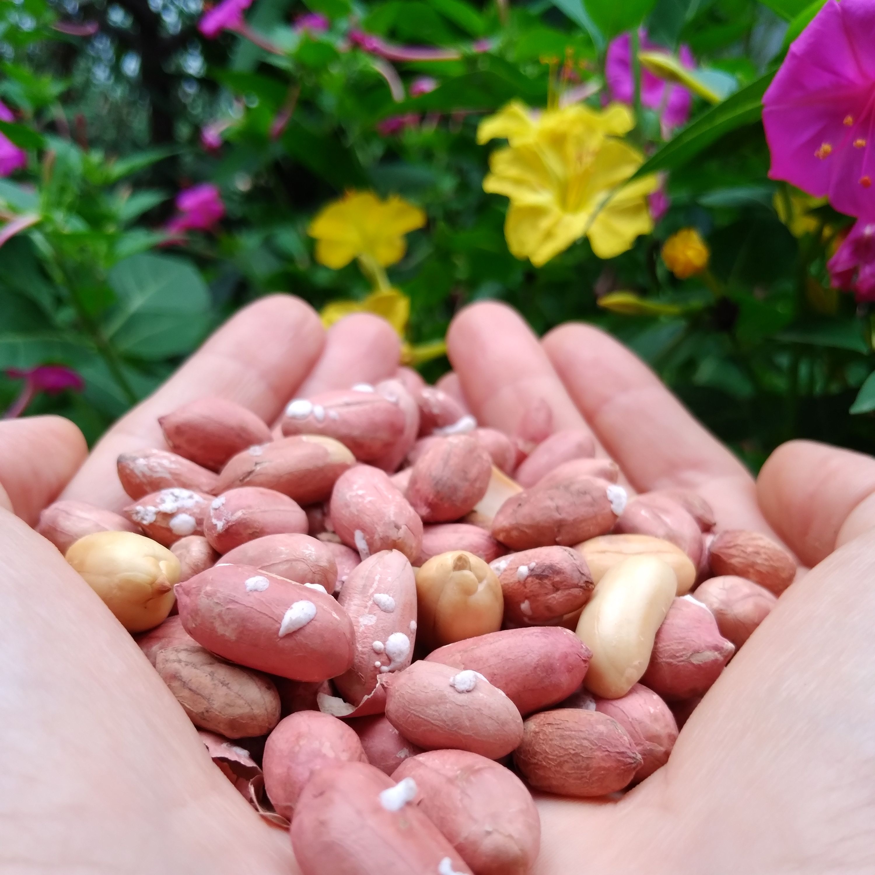 بادام زمینی آستانه 