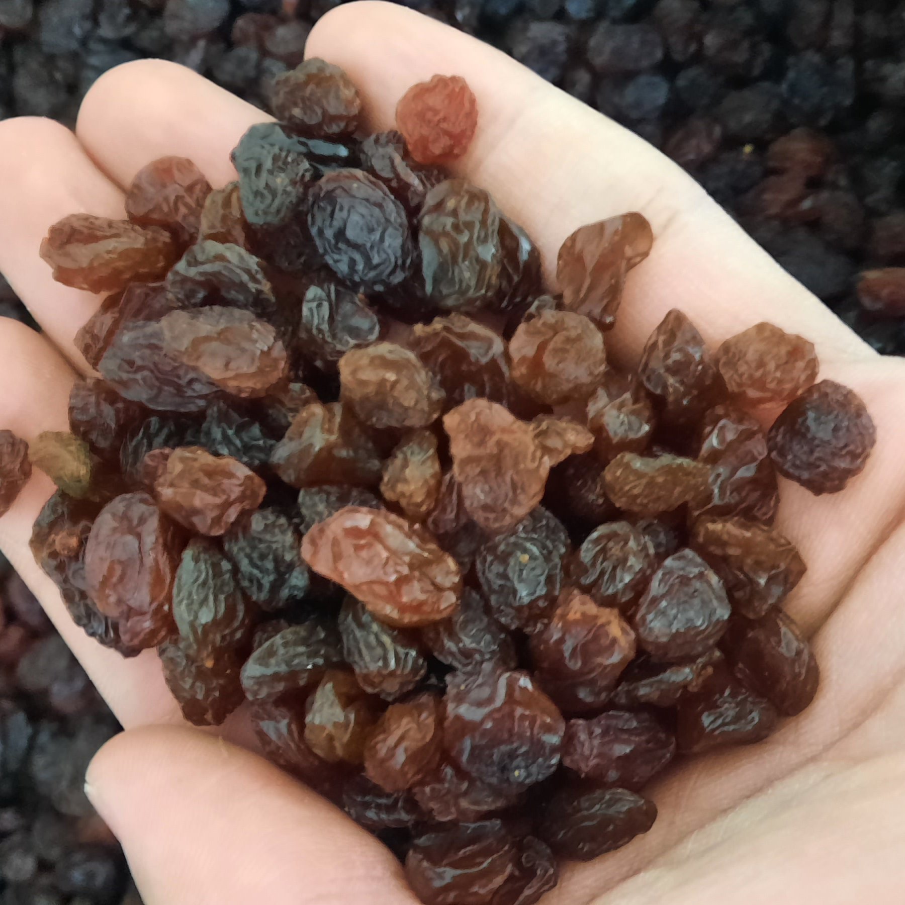 کشمش پلویی با کیفیت نیم کیلویی (500گرم)