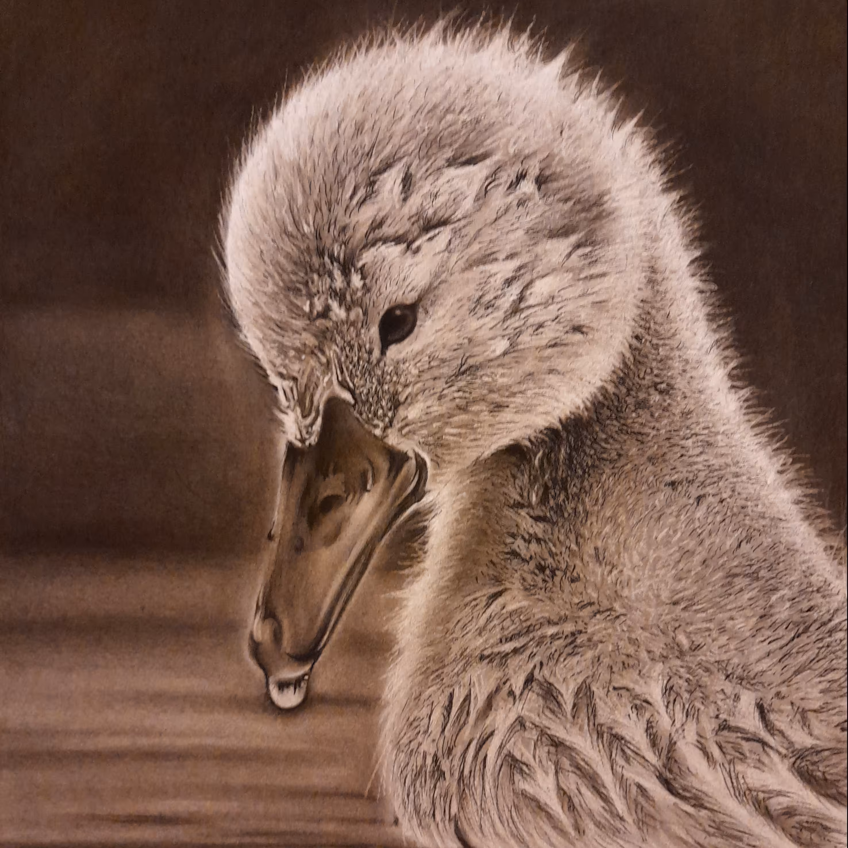 طرح سیاه قلم قو در  ابعاد A3 به همراه قاب سفید 