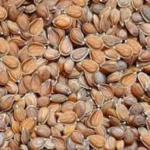 گیاه قدومه شیرازی 100 گرمی 