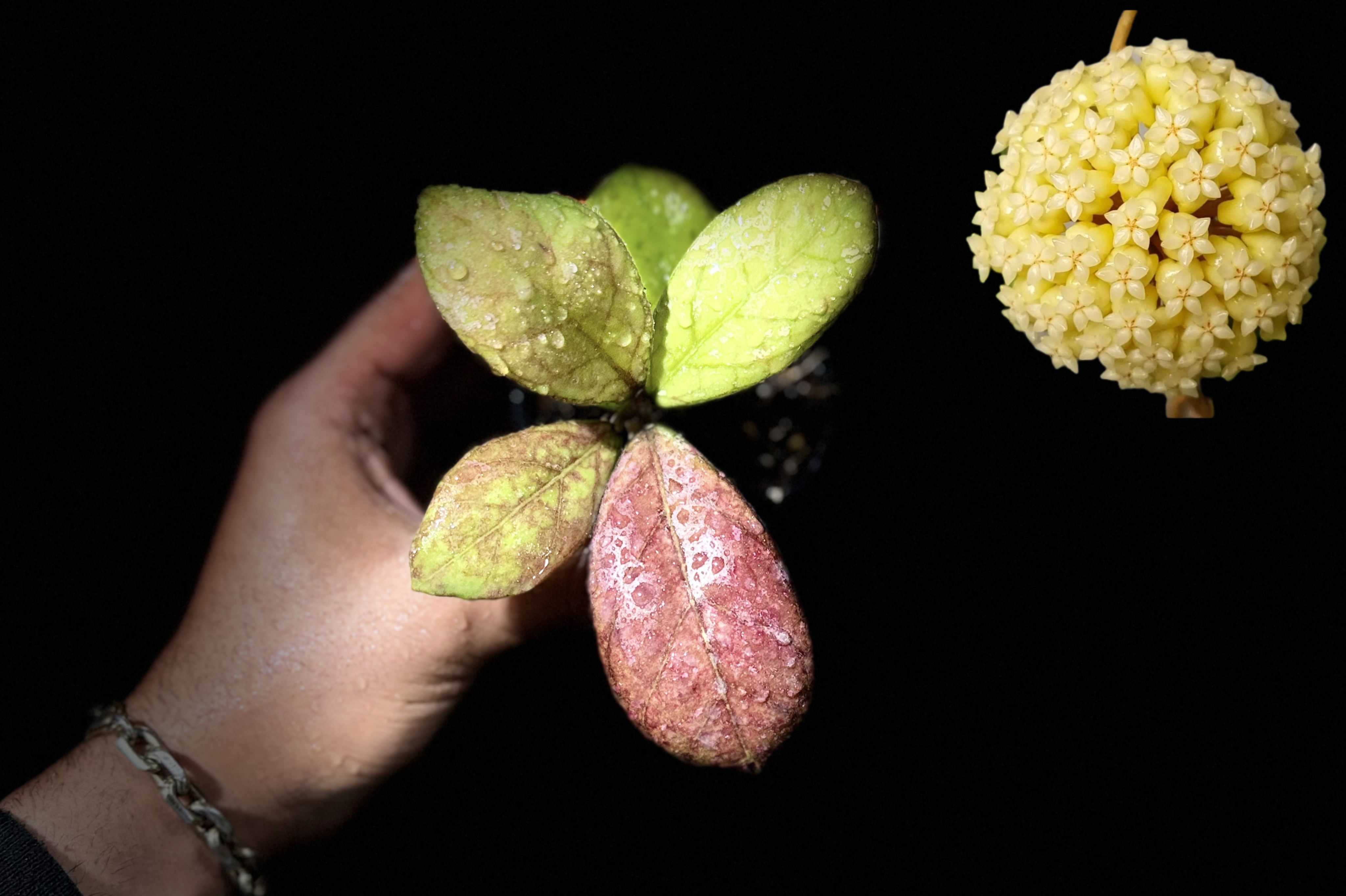 هویا‌لاریسا اسپلش