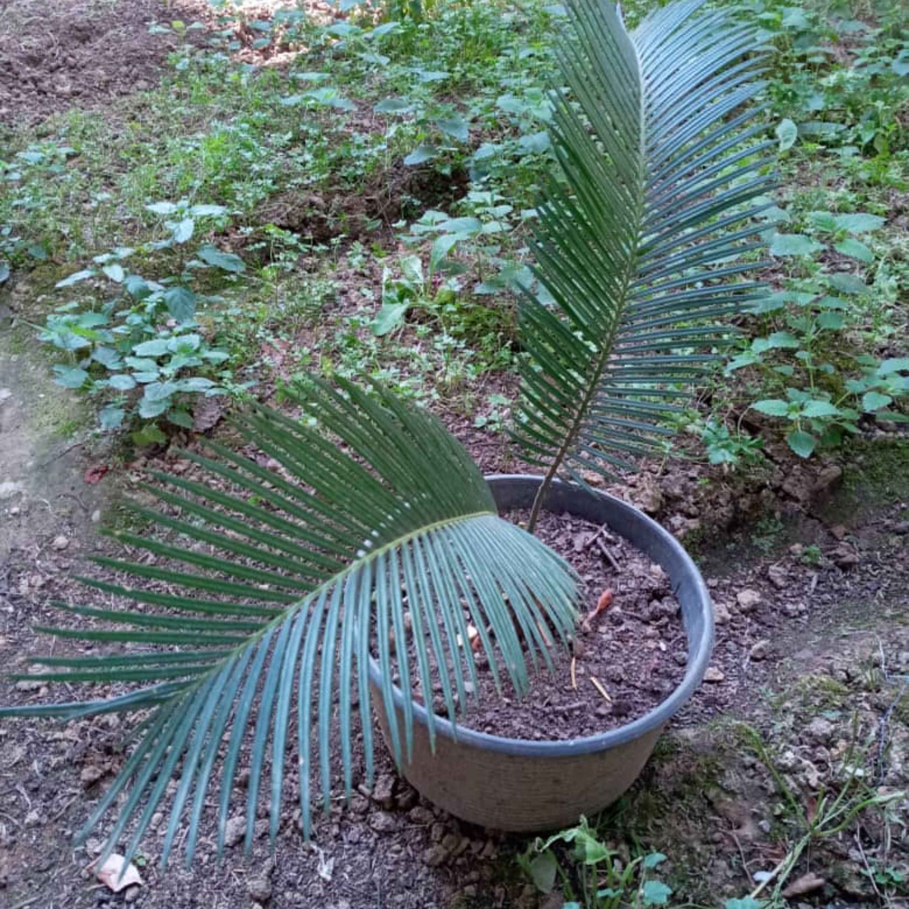 گل سیکاس