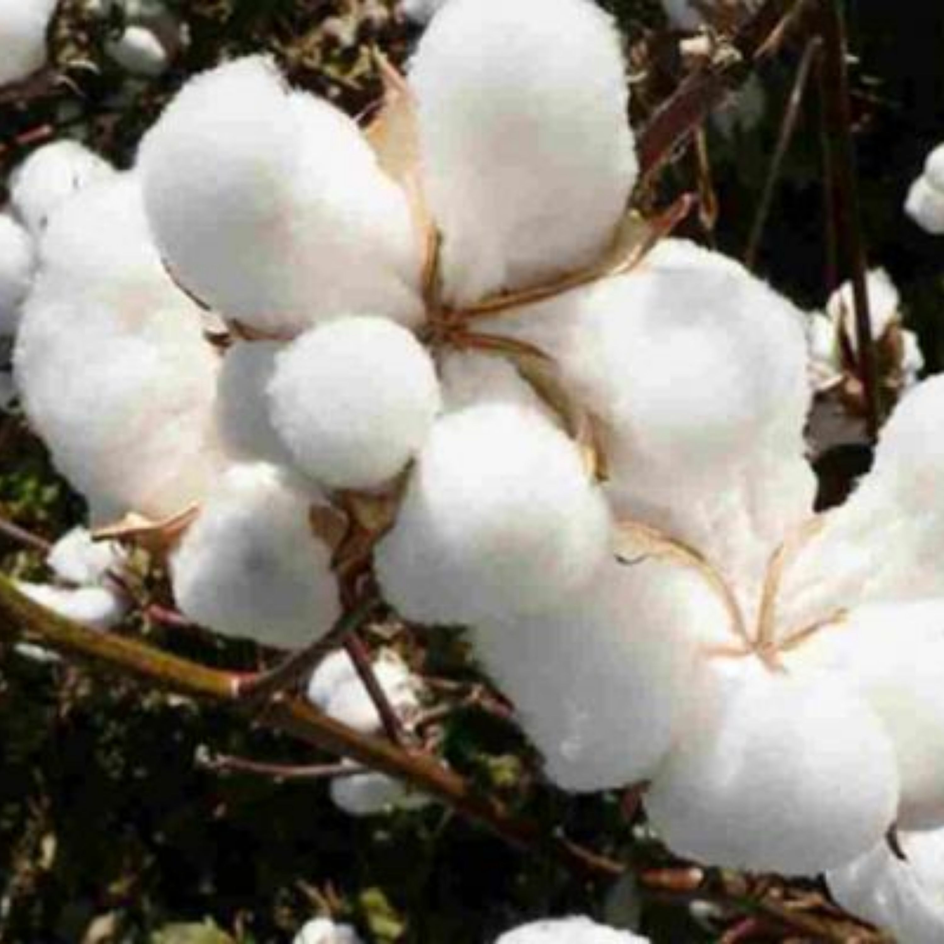 عسل گل پنبه شهد1کیلویی(عسل فروشی بهاره سبلان سرعین)