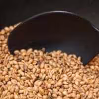 گندم بو داده بی نمک تازه و ممتاز 500 گرم 