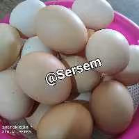 تخم مرغ محلی اُرکانیک شمال بدون هورمون و آنتی بیوتیک