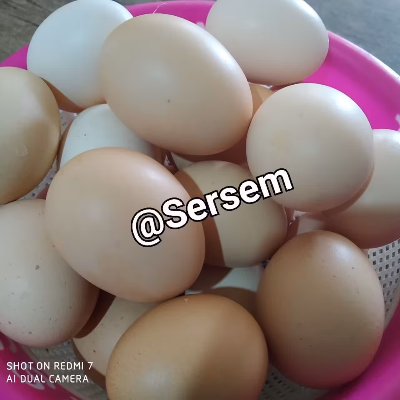 تخم مرغ محلی اُرکانیک شمال بدون هورمون و آنتی بیوتیک