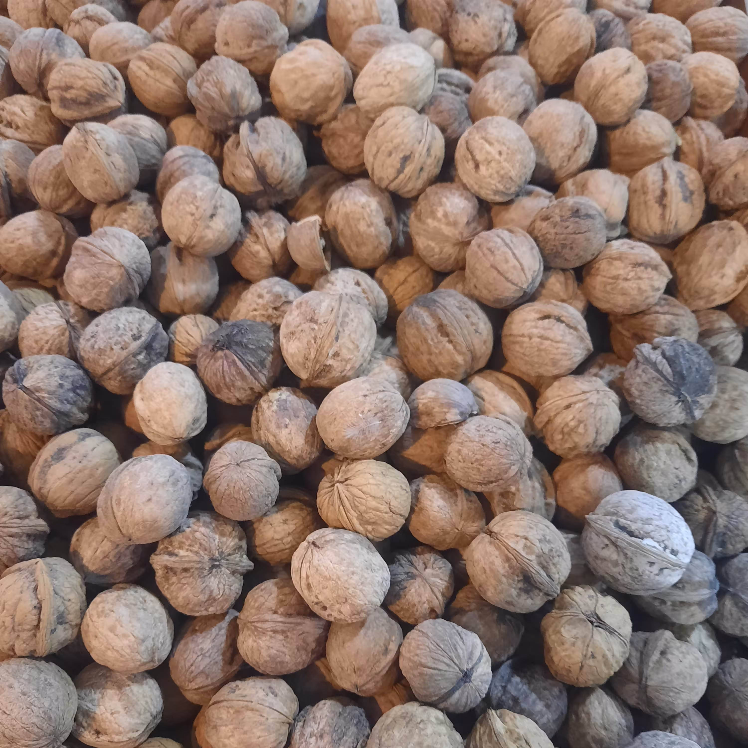 گردو پوست کاغذی  آهوانو خوش طعم و خوش مزه