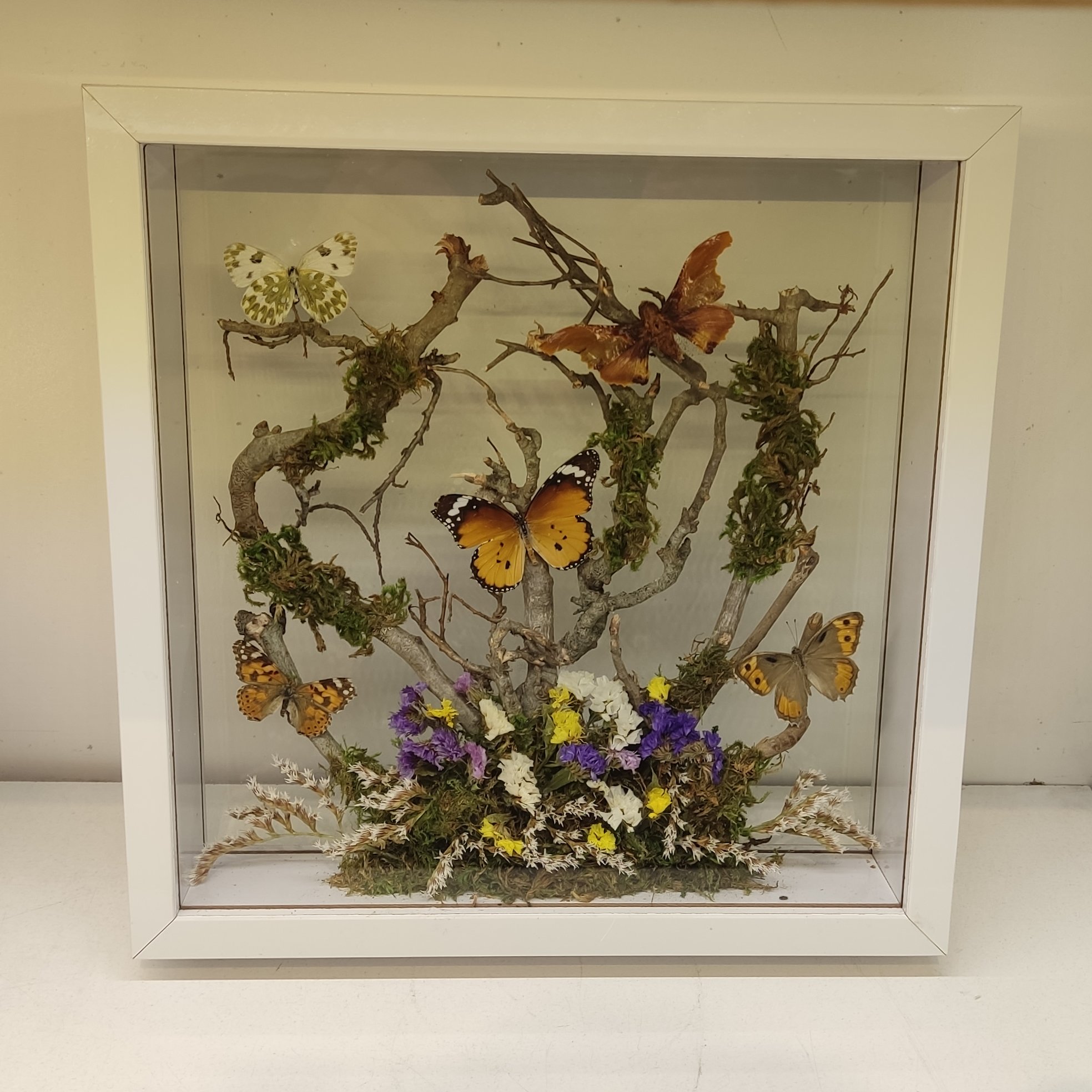 تابلو سه بعدی با پروانه های طبیعی آفریقایی سایز 30 در 30