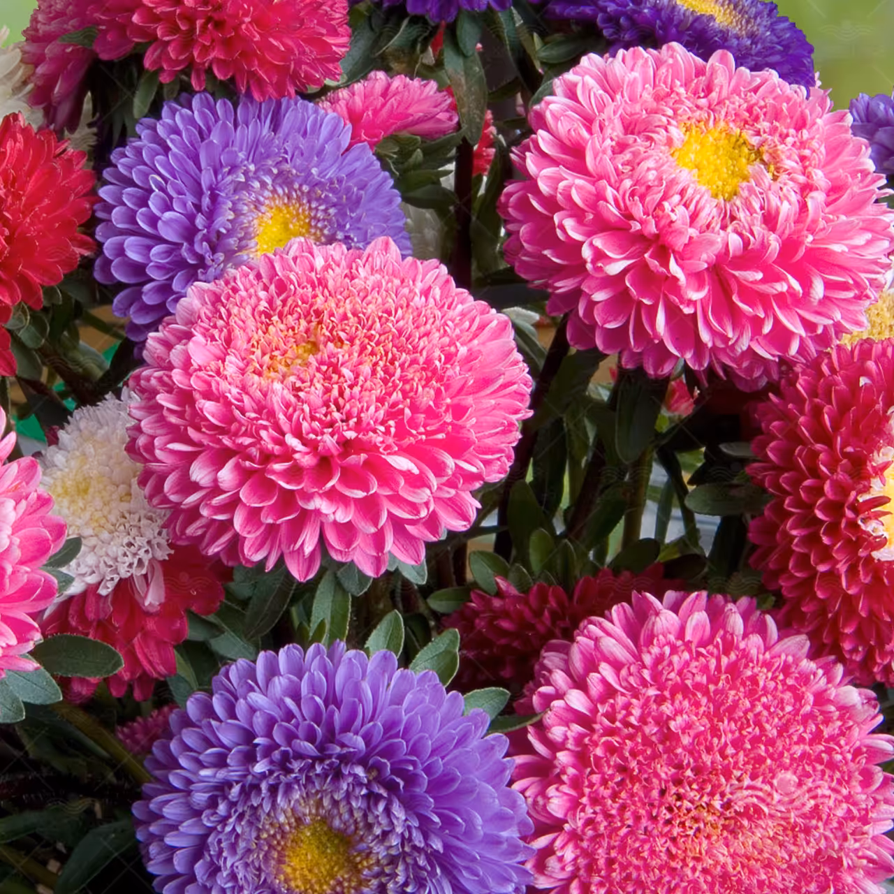 بذر گل مینا تابستانه (30 بذر)
